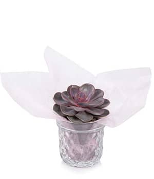 Sweetheart Succulent