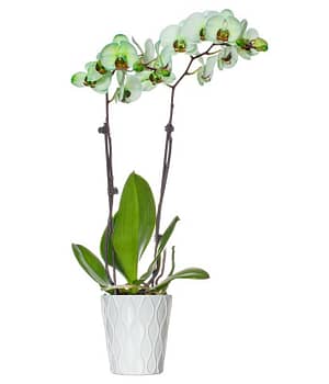 Green Watercolor Orchid