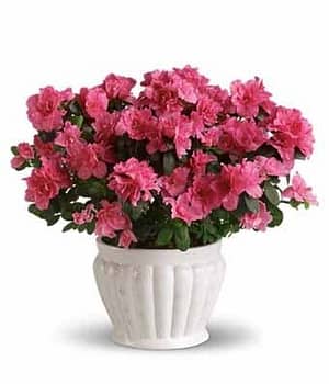 Pretty in Pink Azalea