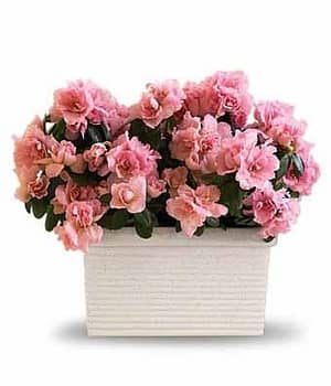 Pink Azalea Delight