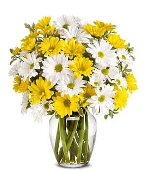 Daisy Meets Yellow