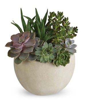 Modern Succulent Garden