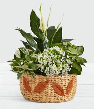 Harmonious Comfort Garden