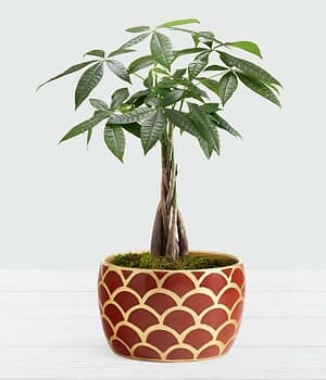 Prosperous Money Tree