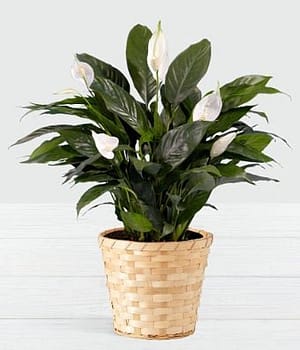 Guardian Angel Peace Lily