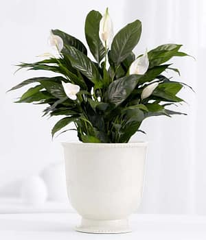 Serene Peace Plant